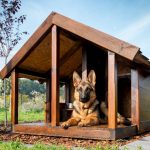 Buda dla psa – kupić czy zbudować?