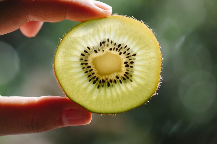 sadzonki kiwi
